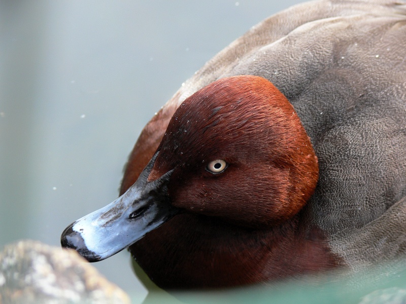 Ente ZO