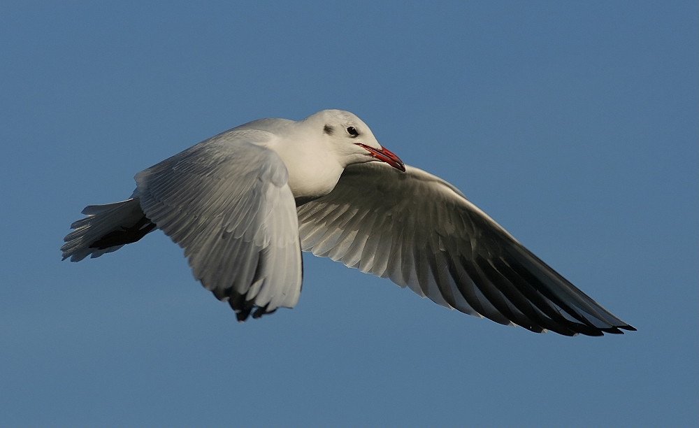 ND. Möwe