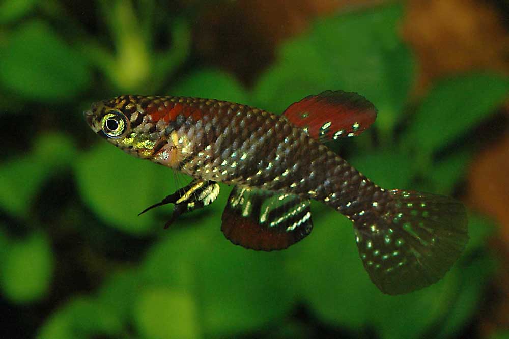 Plesiolebias lacerdai