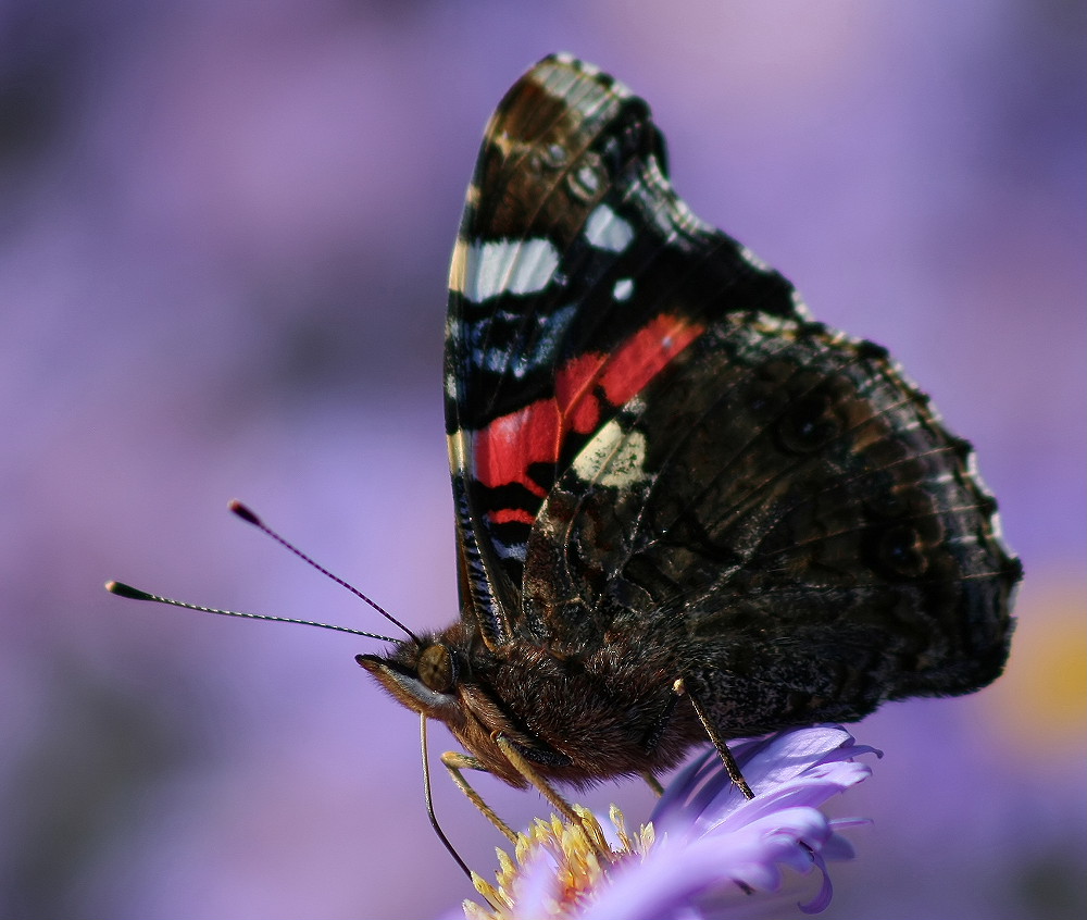 ND Schmetterling