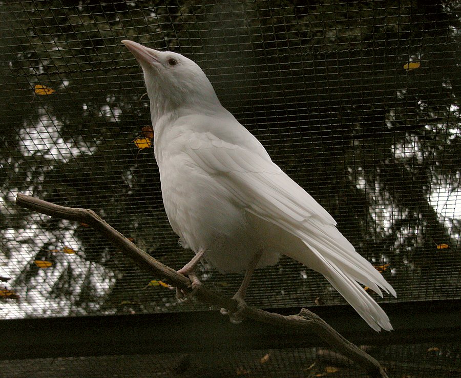Rabenkrähe - Albino