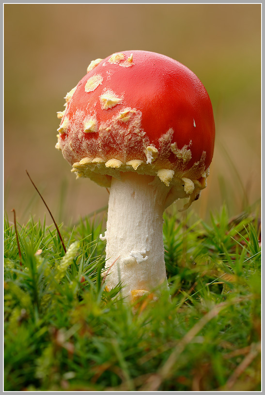 Fliegenpilz (Amanita muscaria)