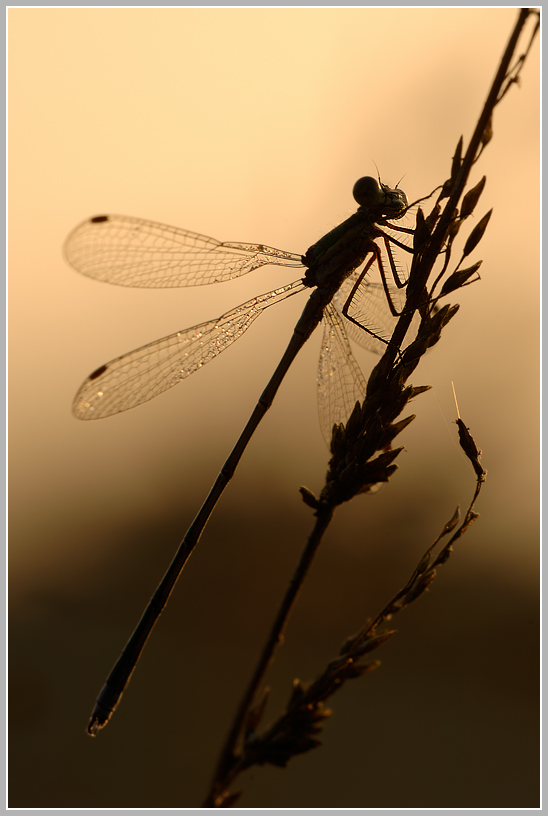 Gemeine Binsenjungfer (Lestes sponsa)