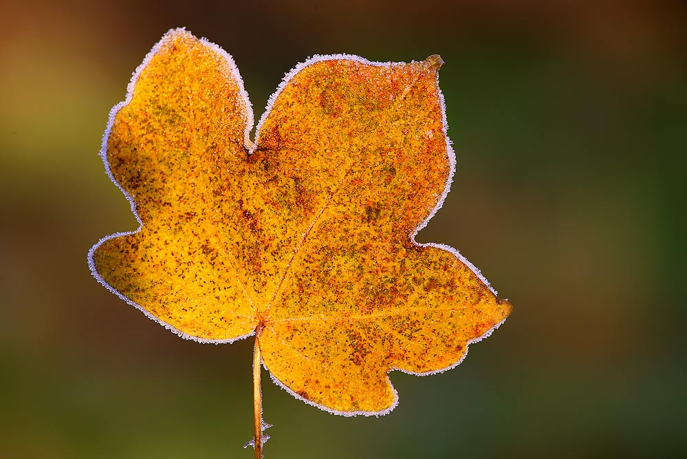 Herbstblatt