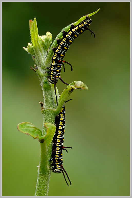 Raupe des Tigerfalter (Danaus chrysippus)