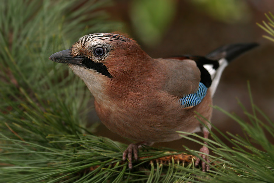 Eichelhäher (Garrulus glandarius)