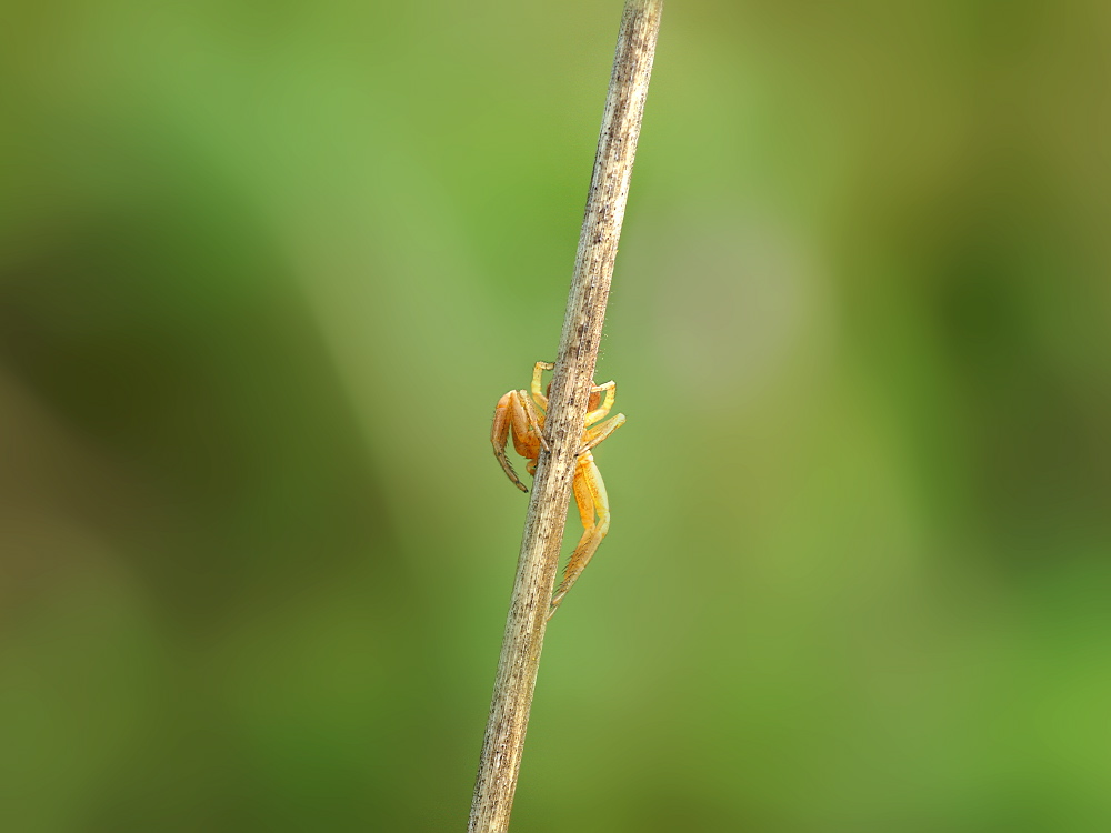 Wegdrehtierchen ND