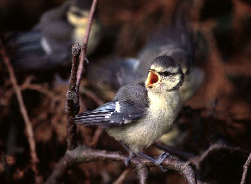 Zu früh aus dem Nest gepurzelt - HE