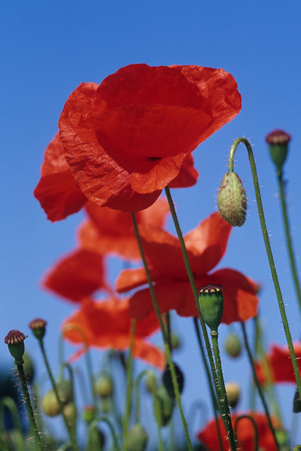 Klatschmohn ND