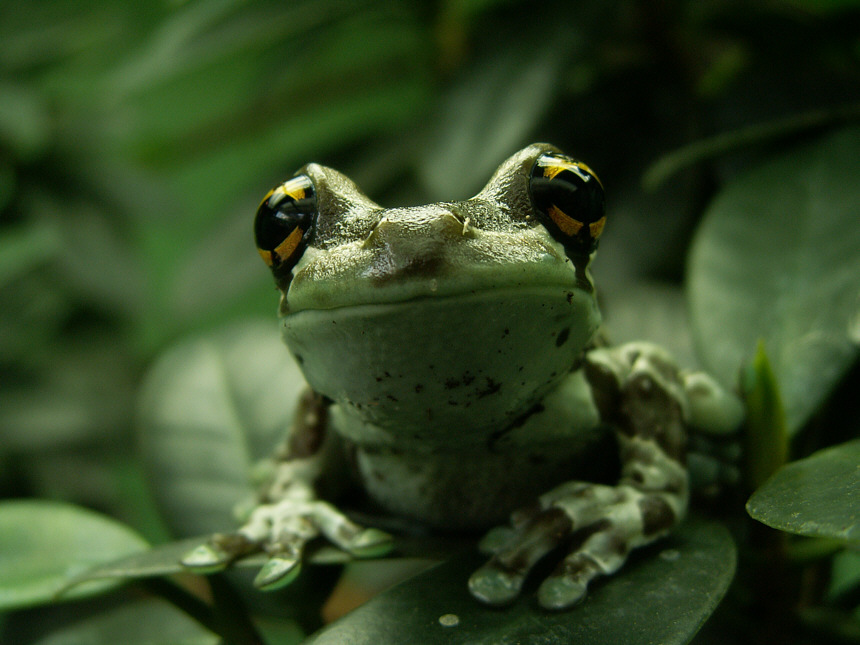 Kermit?