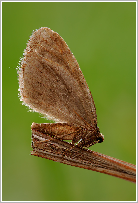 Kleiner Frostspanner (Operophtera brumata)