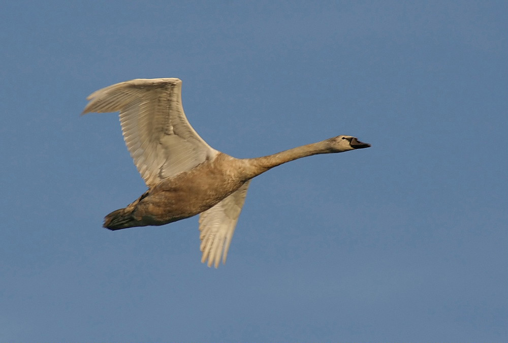 ND. Schwan