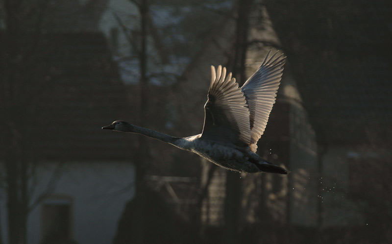 Schnappschuss - Höckerschwan ND