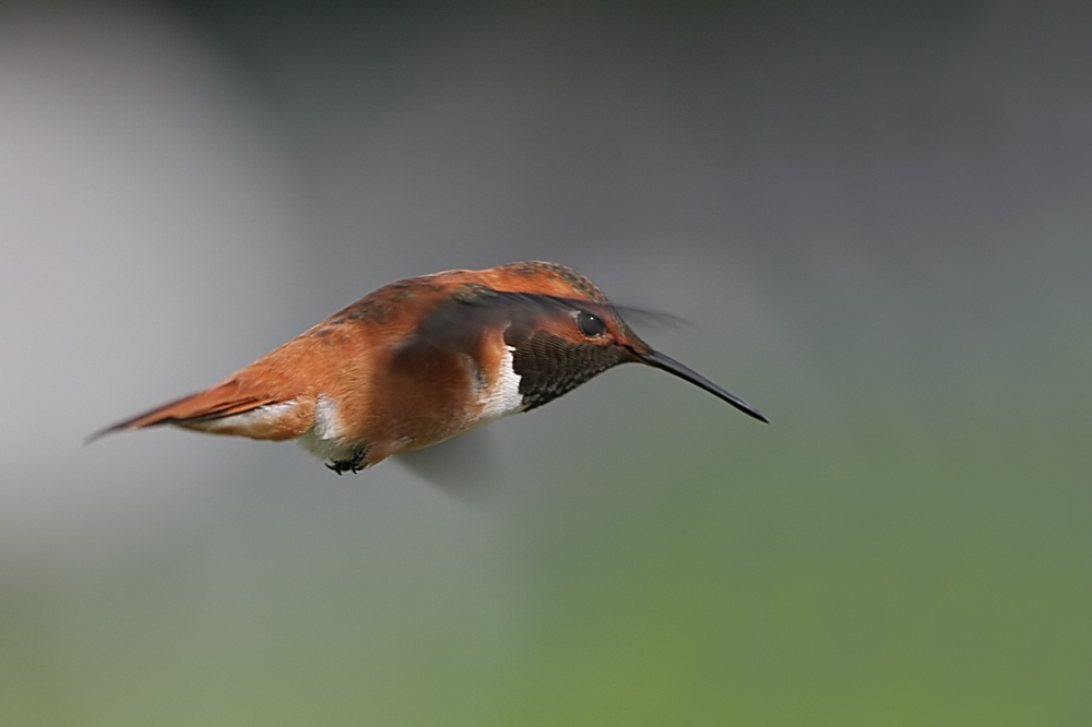 Schwirrflug             [ND]