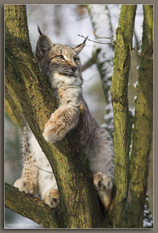 Luchs im Baum ZO