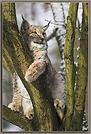 Luchs im Baum ZO