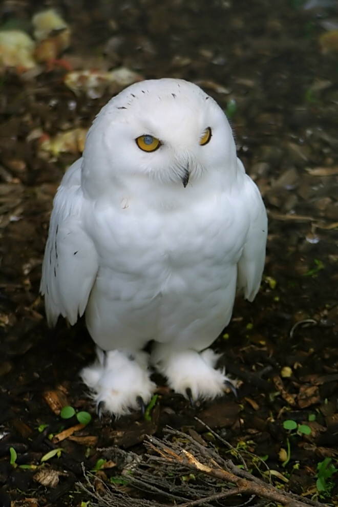 Ein Männlein steht im Walde...