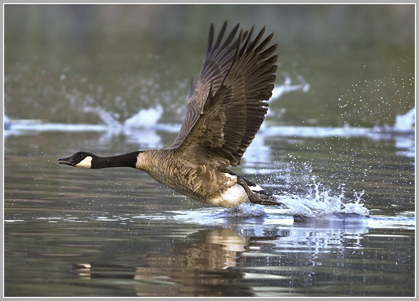 Kanadagans (Branta canadensis)