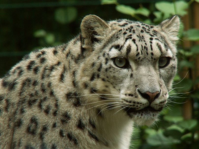 Schneeleo