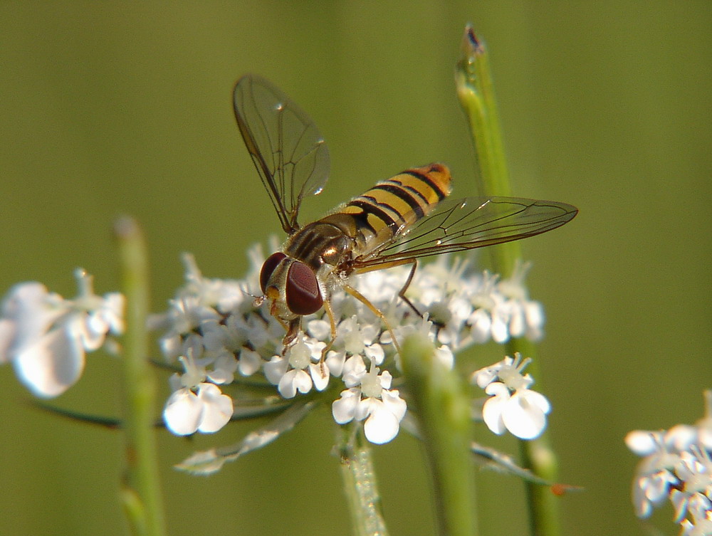 Schwebfliege