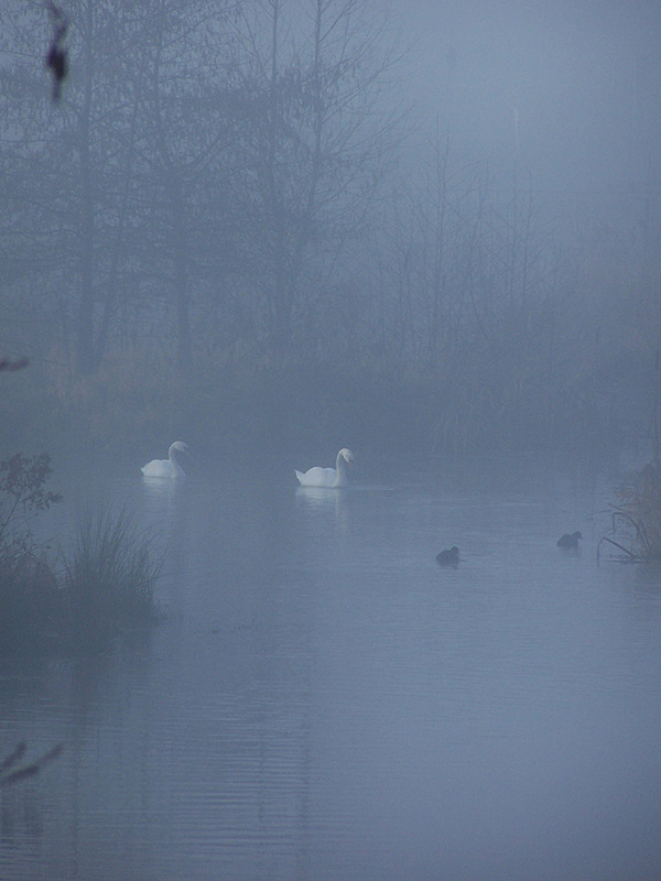 Nebelschwan