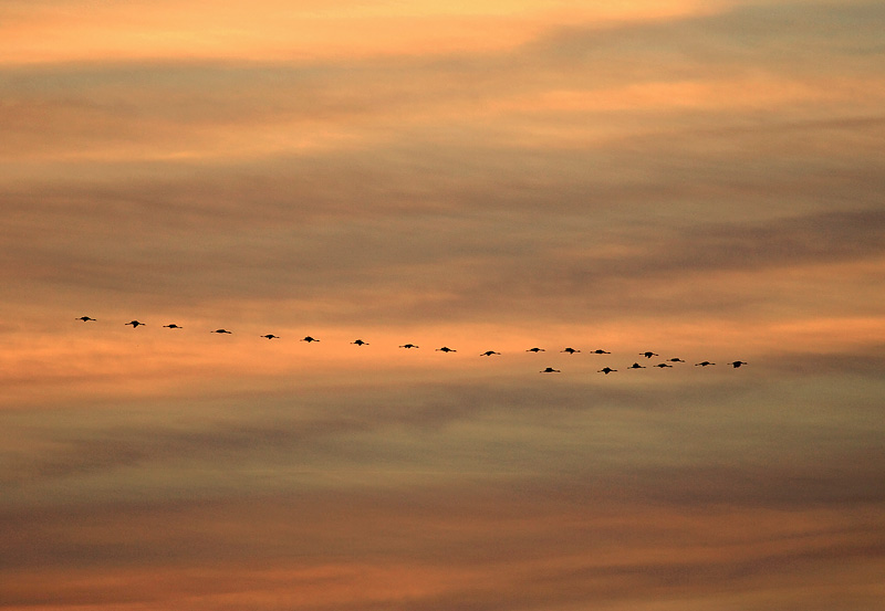 Kraniche im Sonnenuntergang, ND