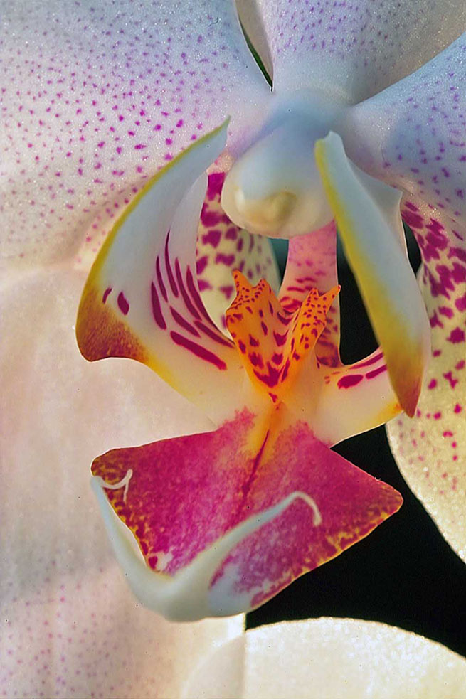 Makro - Orchidee KD
