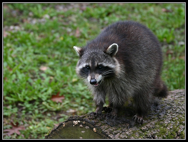 Waschbär