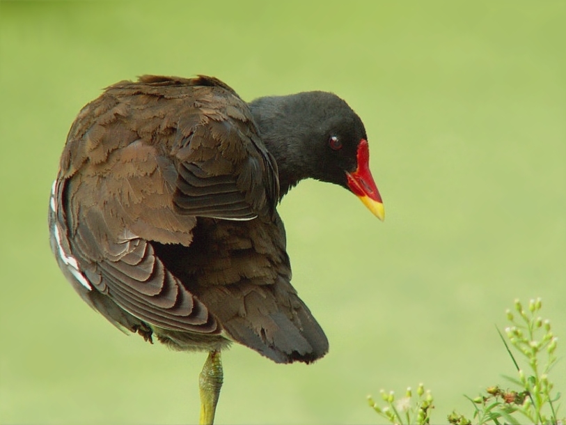 Teichhuhn