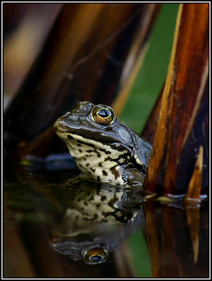 Seefrosch  (ND)