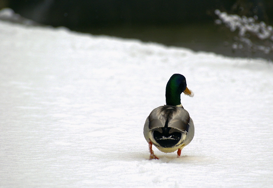 Ente im Schnee, 2. Versuch