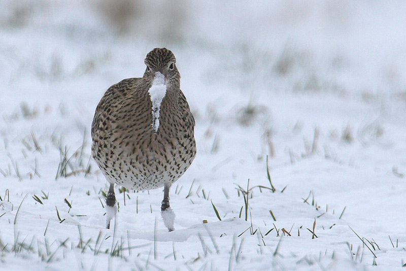 Großer Brachvogel im Winterkleid ND