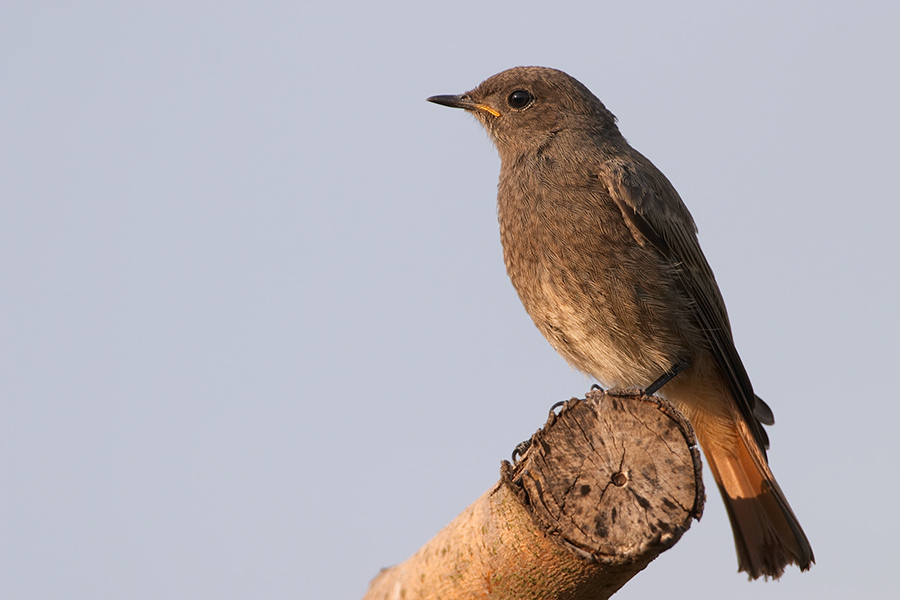 Hausrotschwanz (Phoenicurus ochruros) ND