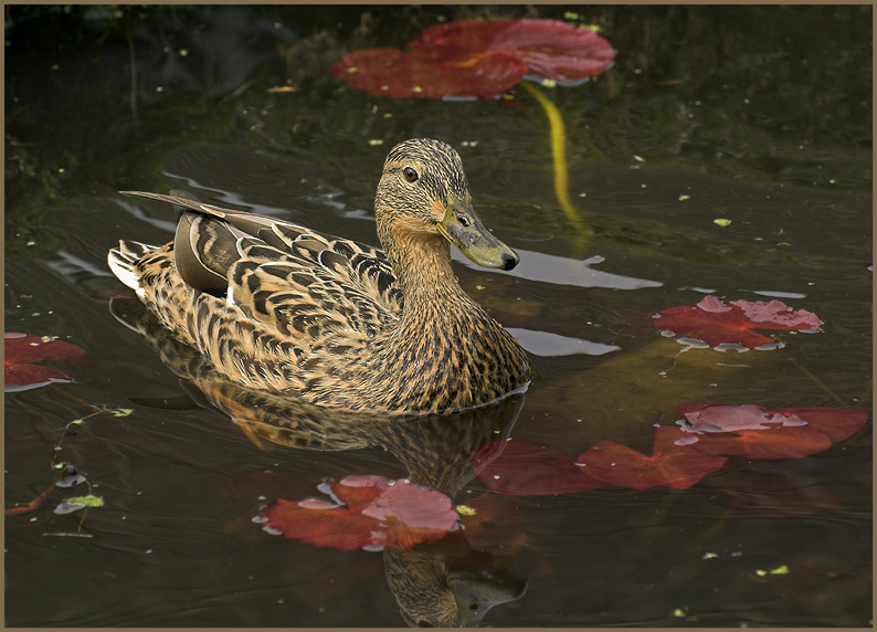 Ente ND