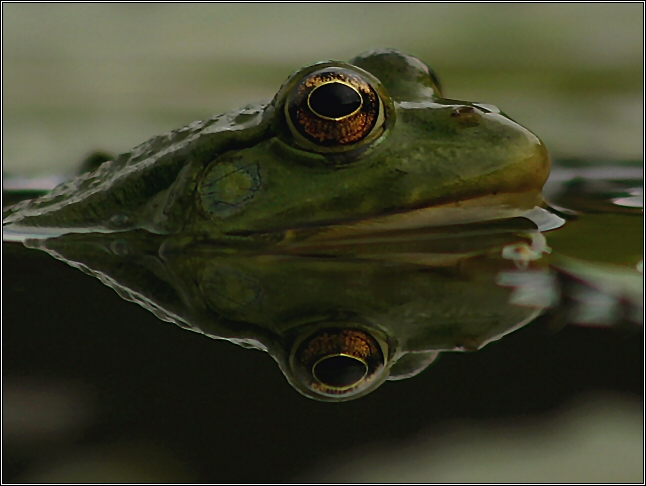 Grünfrosch  ND