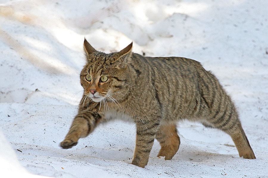 Wildkatze quert Schneefeld ZO