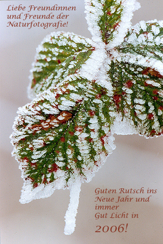 Brombeerblatt mit Rauhreif