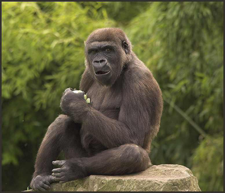 Gorilla ZO