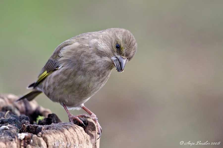 Grünfink Weibchen (Carduelis chloris)