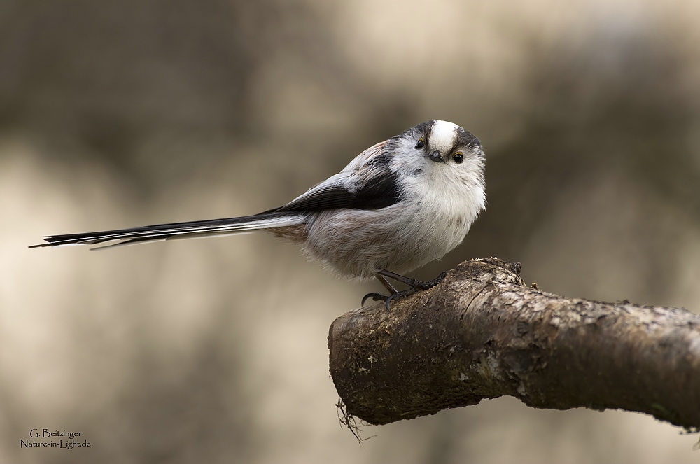 Schwanzmeise (Aegithalos caudatus)