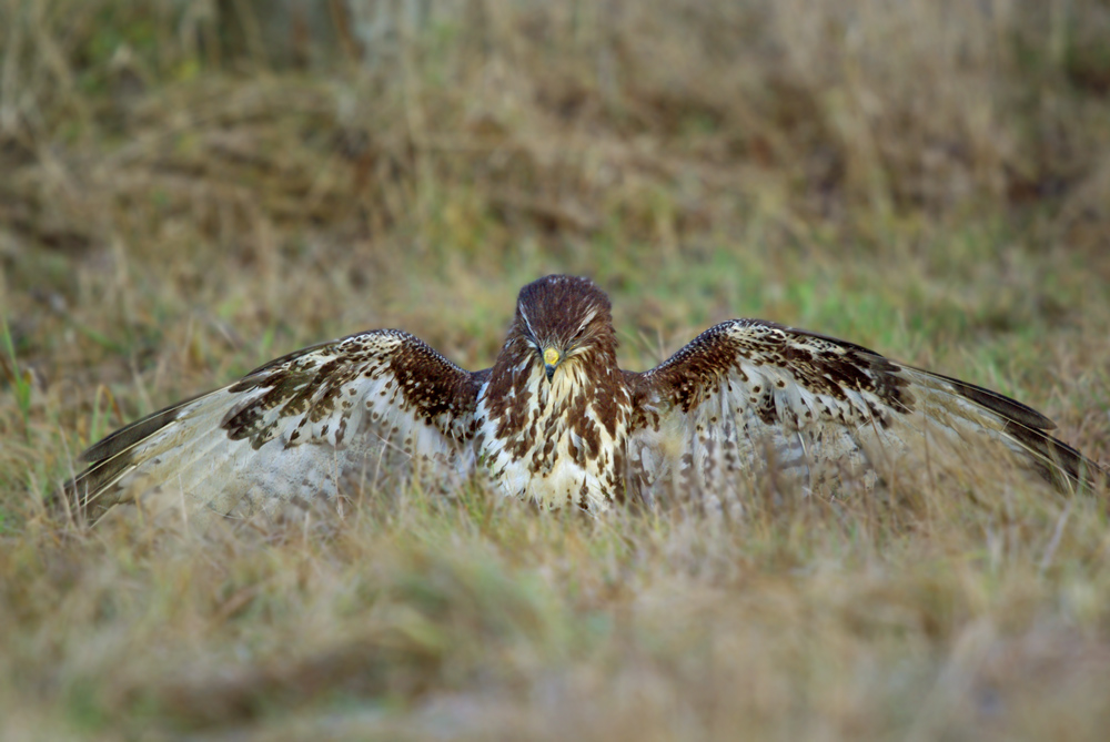 Heute ist Bussard-Tag!