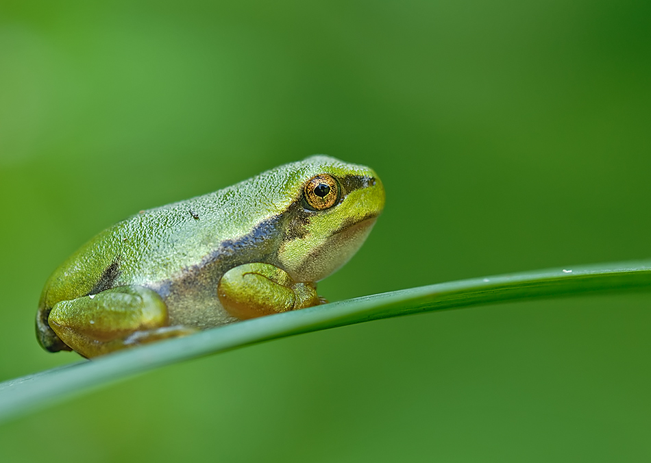 Junger Laubfrosch (2)