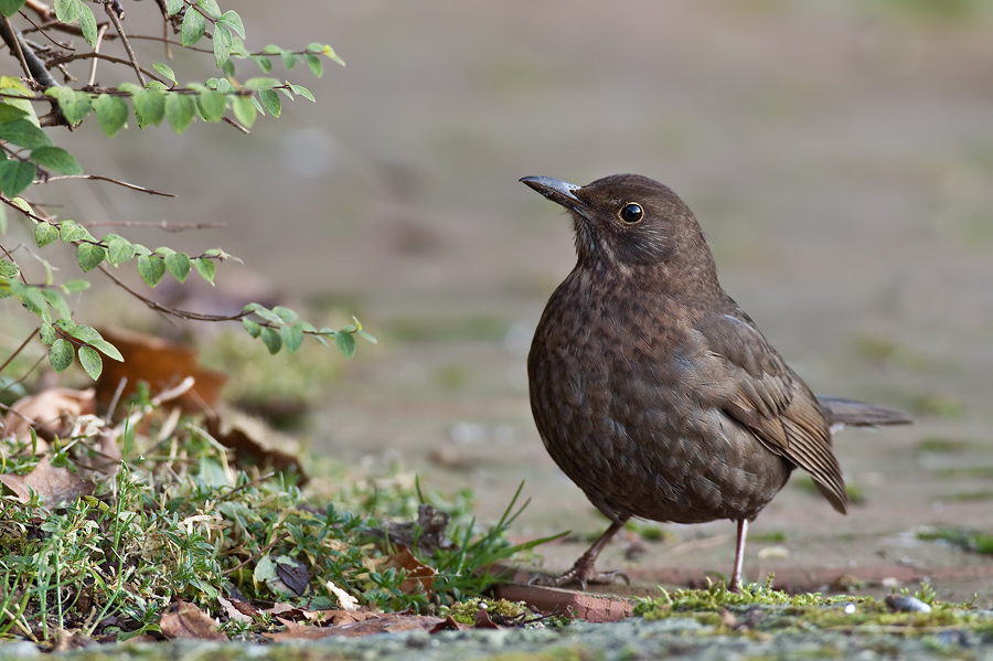 Amsel (Turdus merula)