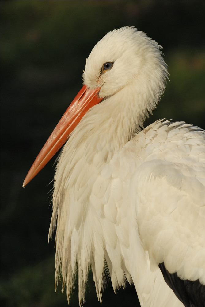 Weißstorch