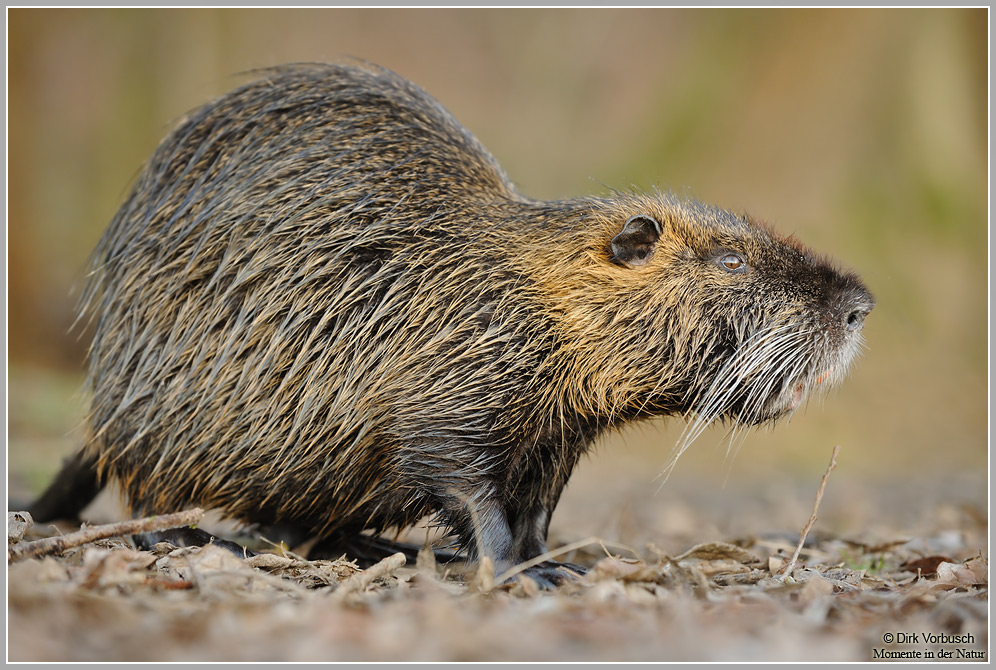 Nutria (Myocastor coypus)