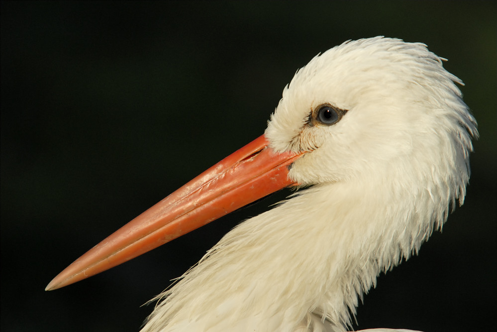 Weißstorch Portrait