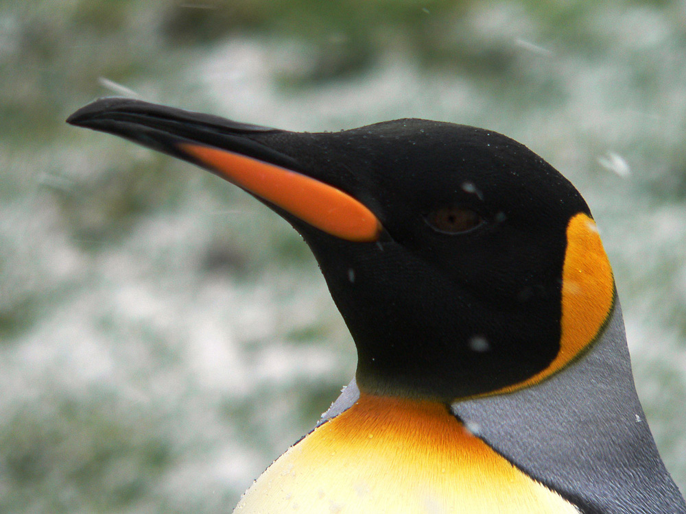 Königspinguin im Schneetreiben