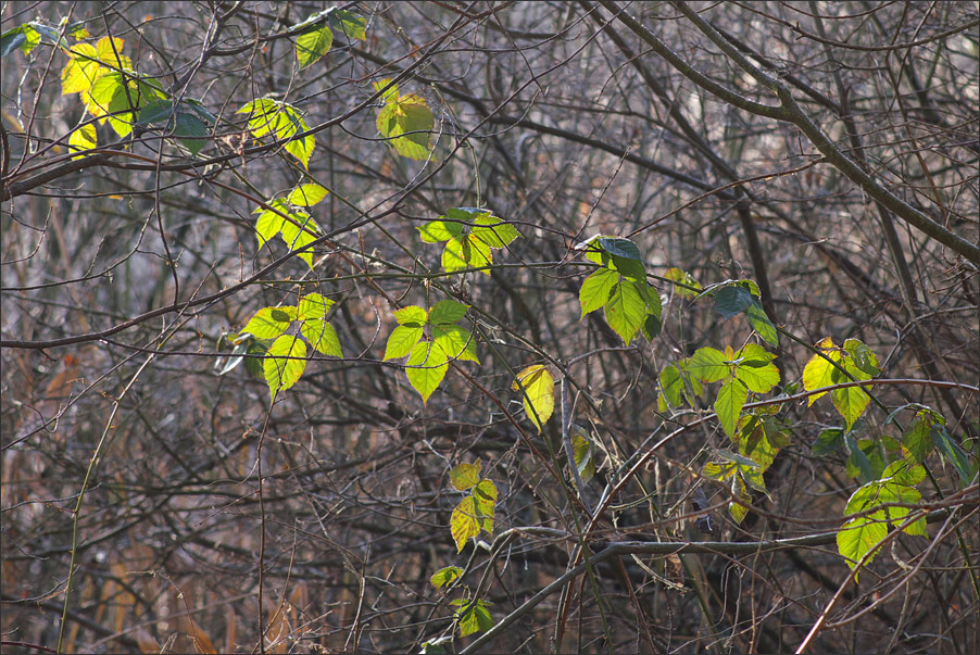 Lichtdiagonale
