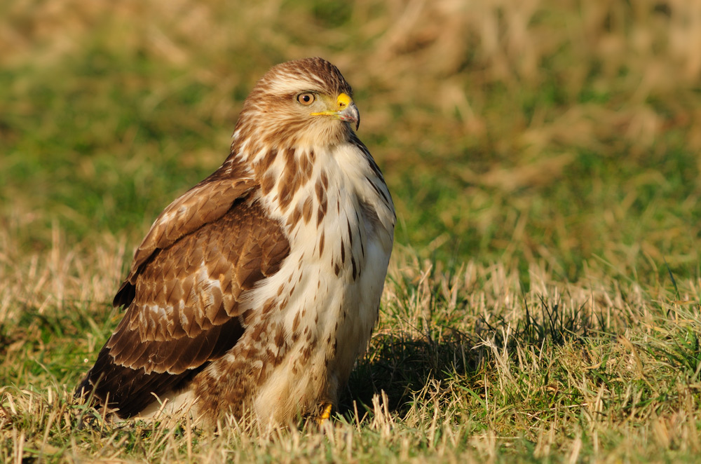 Bussard ganz nah
