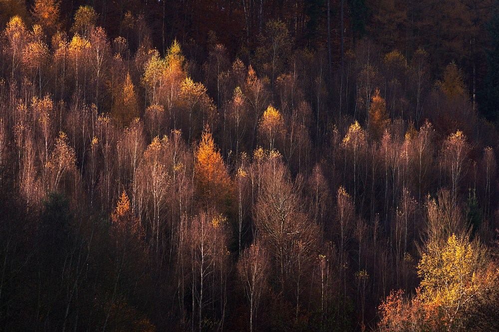 Novembermorgen II